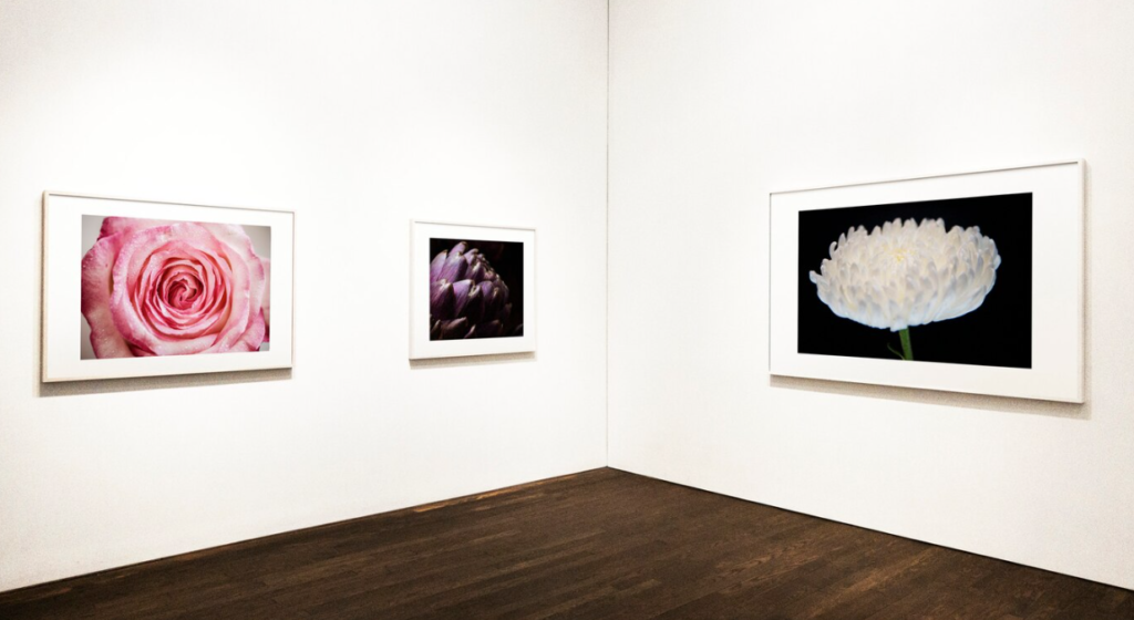Three framed photographs with a pink rose, dark purple flowers, and a white peony